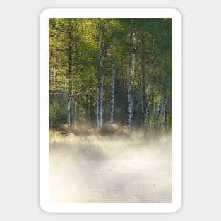 Small foggy forest pond at sunrise summer morning Sticker